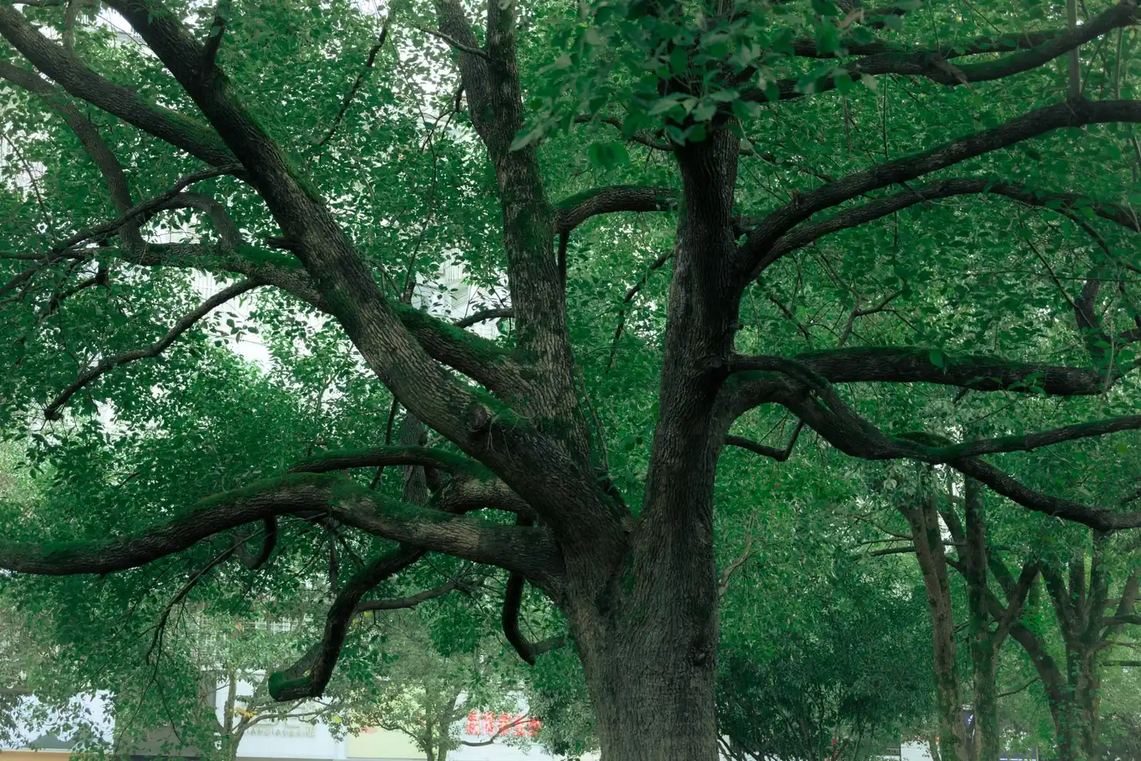 Grand arbre de parc en feuilles, charpentières basses très étalées partant d'un tronc court