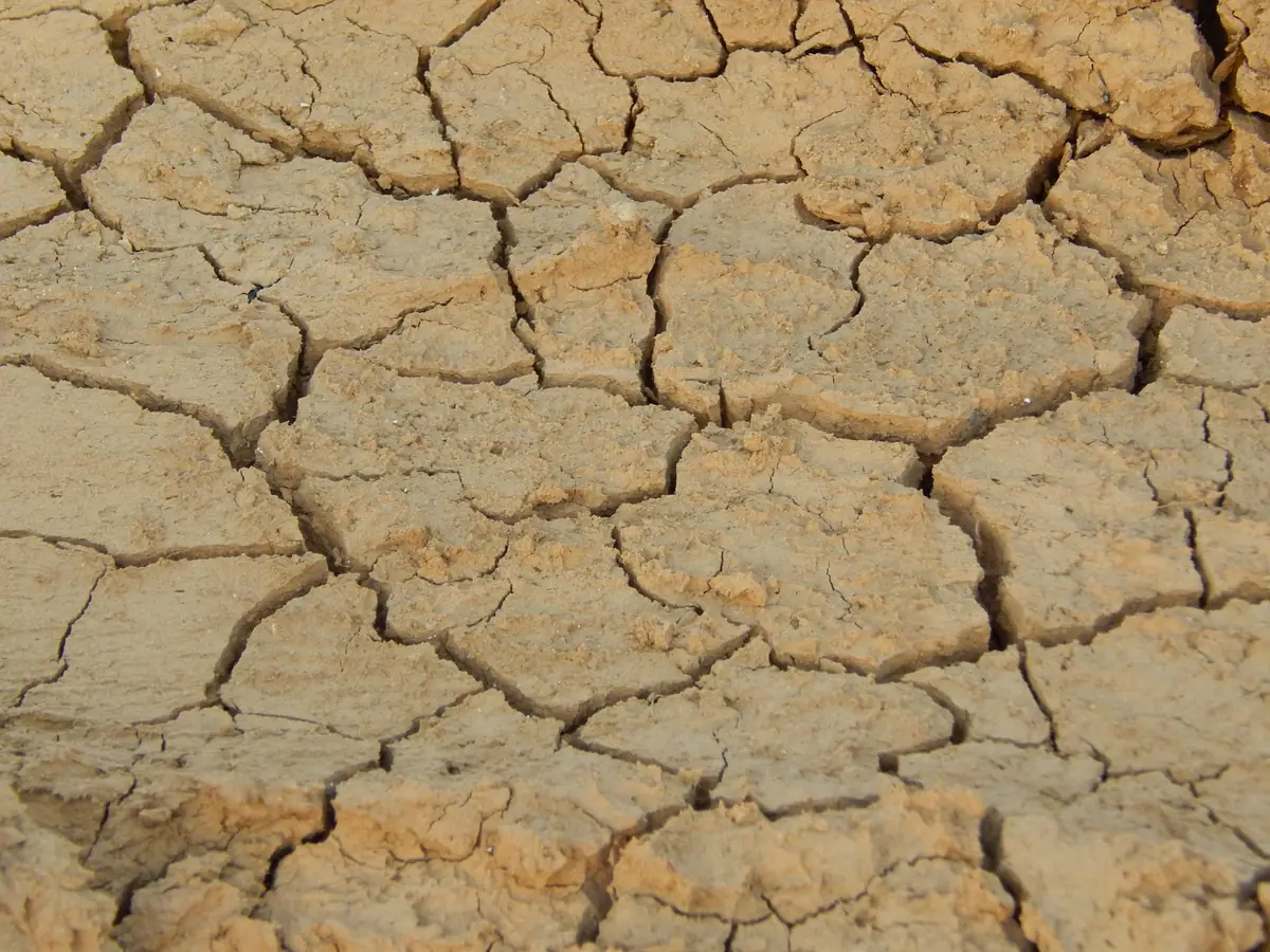 Sol argileux desséché, craquelé en larges plaques polygonales séparées par des fentes de retrait
