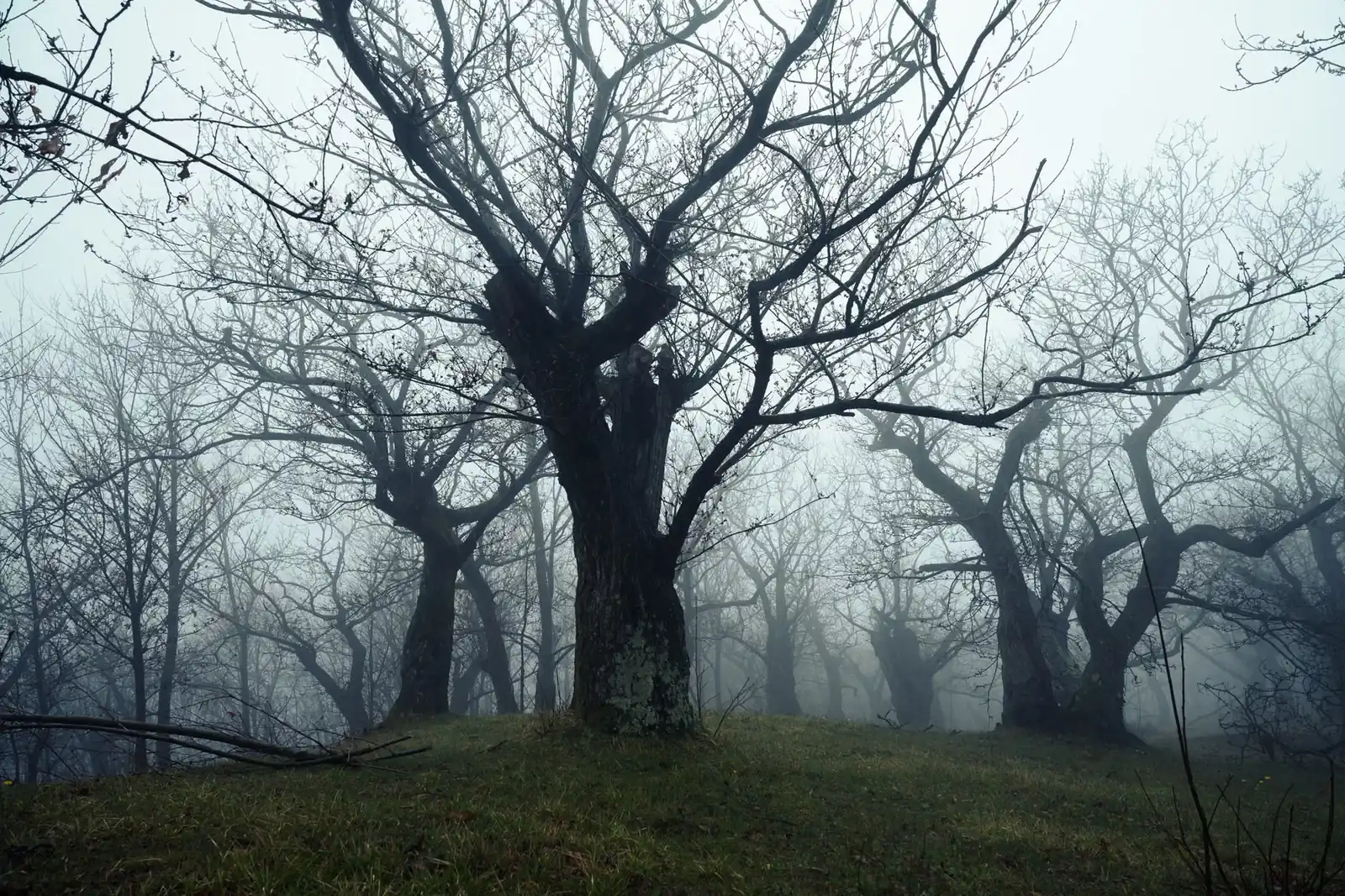 Vieux arbres têtards aux branches nues et tordues, sur une butte herbeuse noyée dans la brume