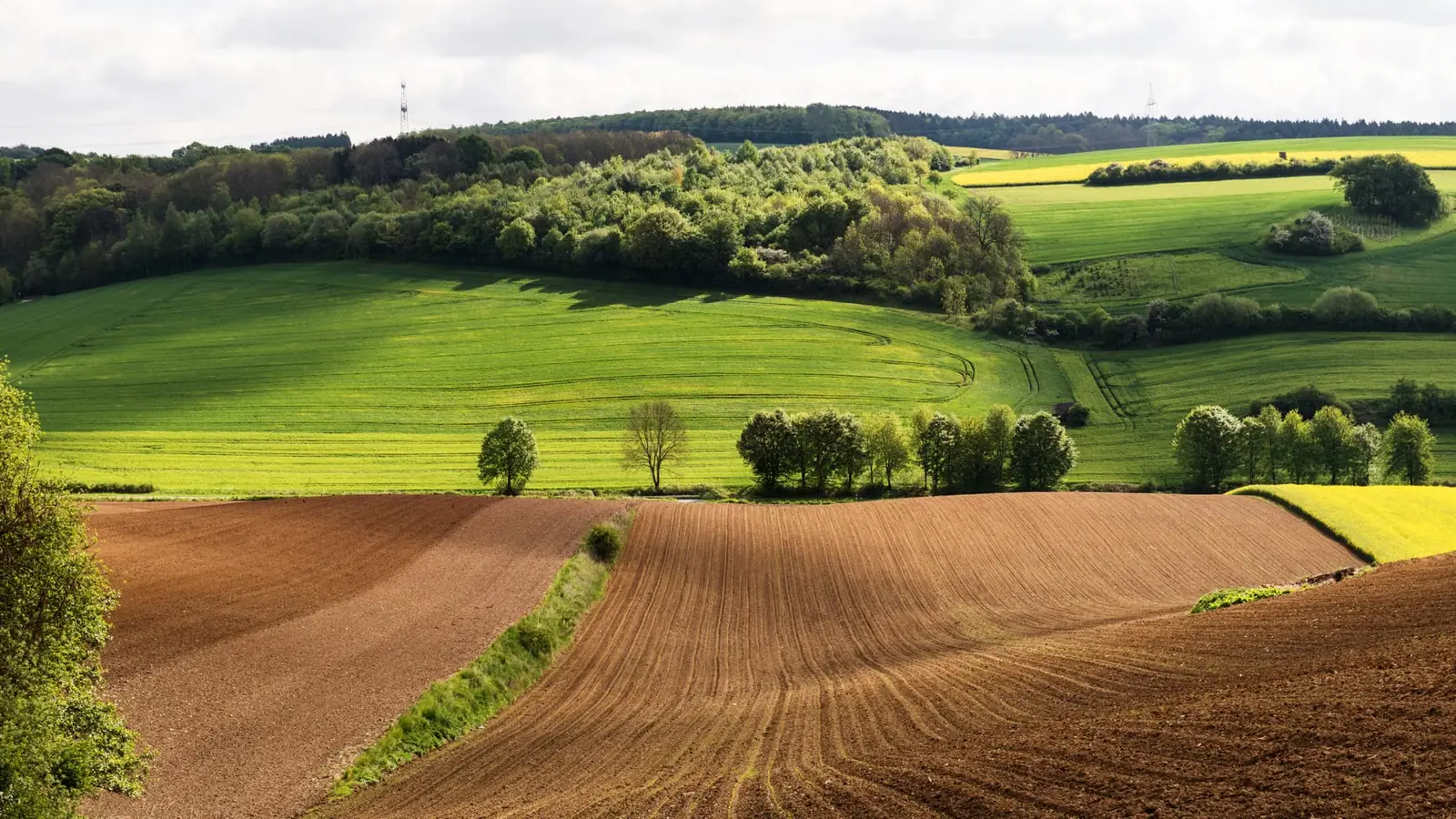 Coteaux cultivés alternant labours, prairies et bosquets, avec un alignement d'arbres en limite de parcelle