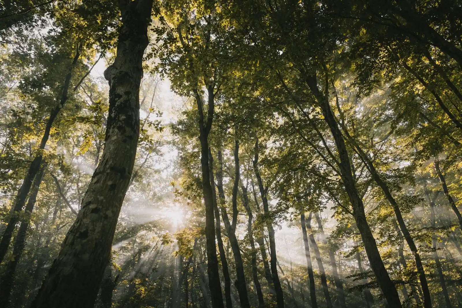Contre-plongée dans une futaie de feuillus traversée par des rais de lumière rasante